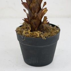 Gladiolus Tree Artificial 130cm P.Pot 7"