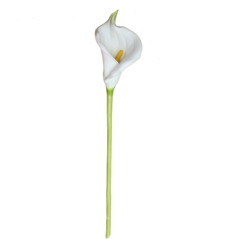 Flower Callalily White Flower Callalily White