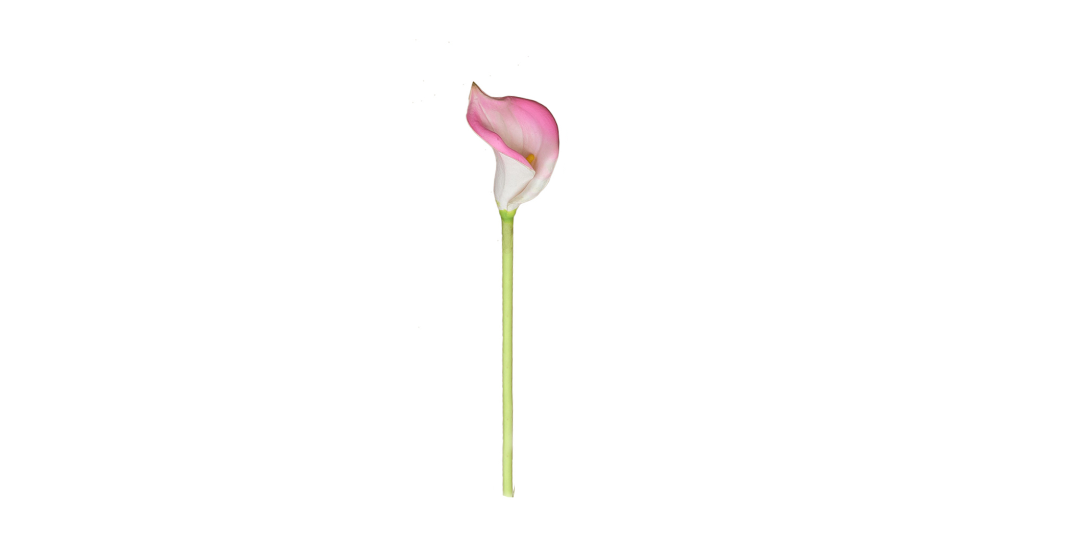 Flower Callalily Pink