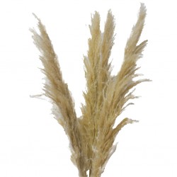 Dry Pampas Leaf 130 cm