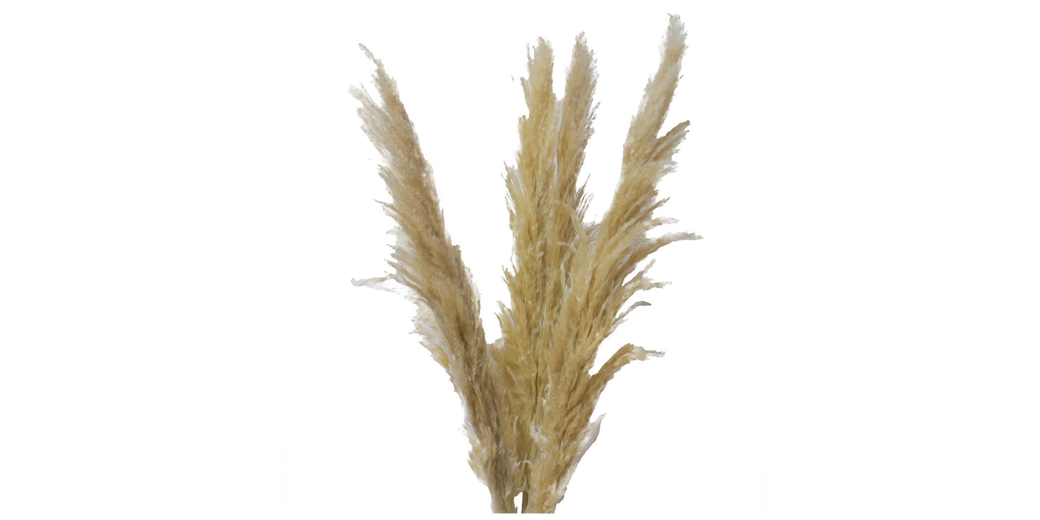 Dry Pampas Leaf 130 cm