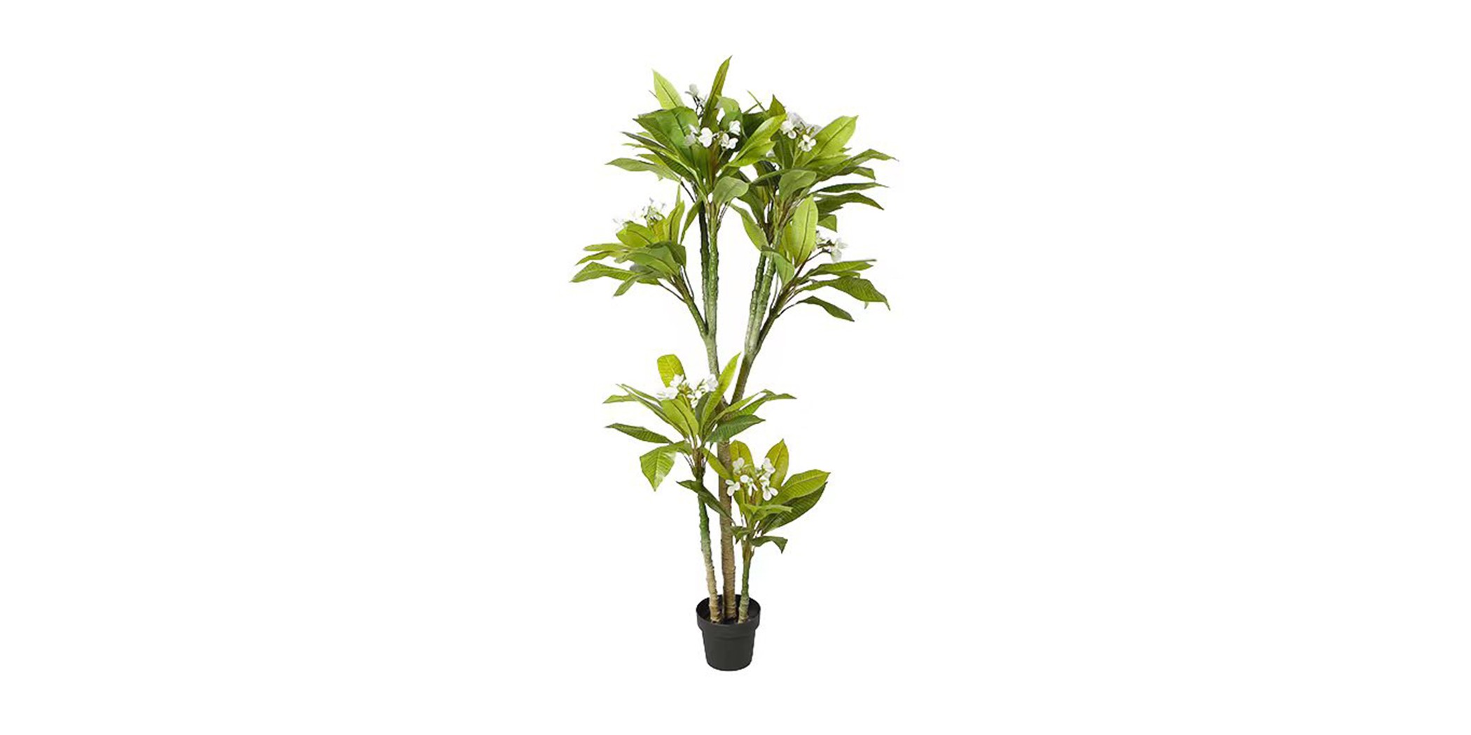 Faux plant 180CM Plumeria Tree IN 8"POT